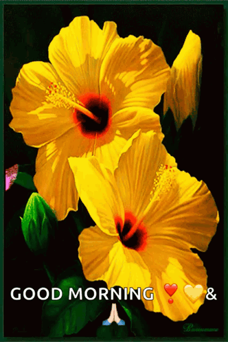 Two Yellow Flowers Good Morning Hearts GIF