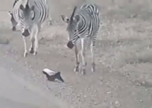 two zebras are standing next to each other on a dirt field .