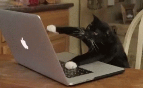 Typing Cat All Work And No Play GIF