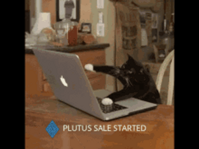 Typing Cat Buy Buy Buy GIF