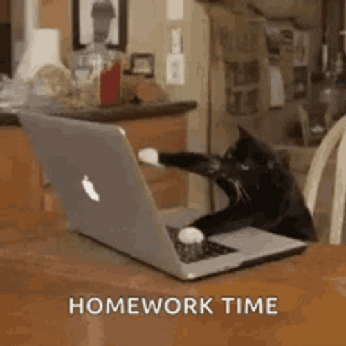 Typing Cat Homework Time GIF