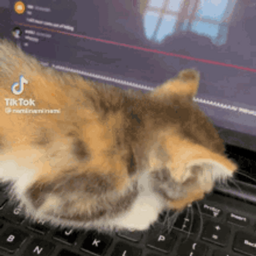 Typing Cat Playing On Laptop GIF