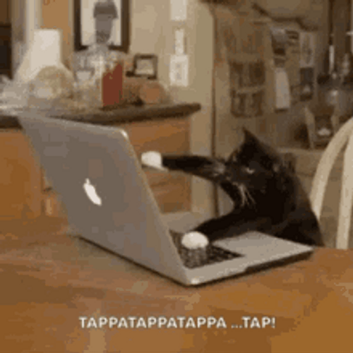 Typing Cat Tap Tap Tap GIF