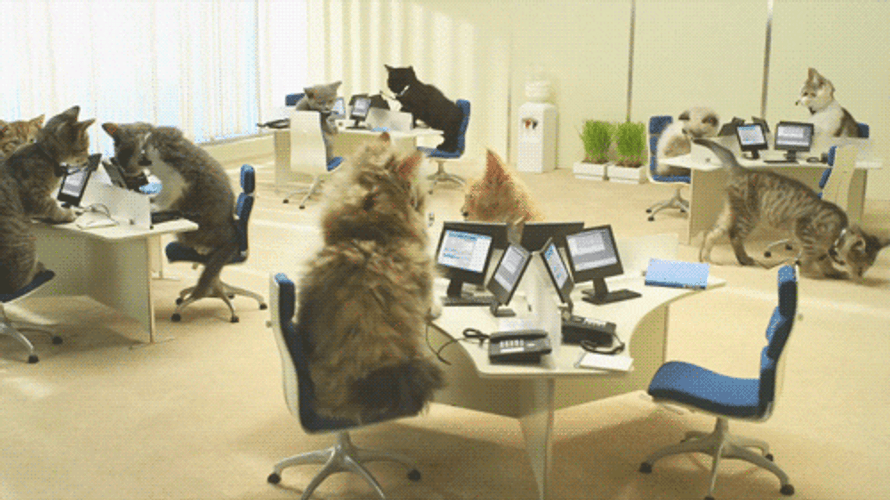 Typing Cat Working Place GIF