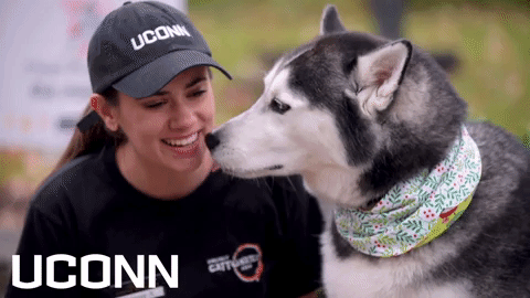 Uconn Husky Dog Licking Girl GIF