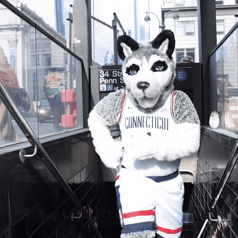 Uconn Husky Mascot Clapping Hands GIF