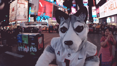Uconn Husky Mascot Fighting Position GIF