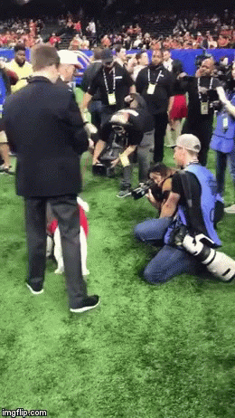 Uga Bulldog Chased By Bull GIF