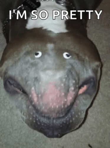 Ugly Blob Looking Doggy GIF