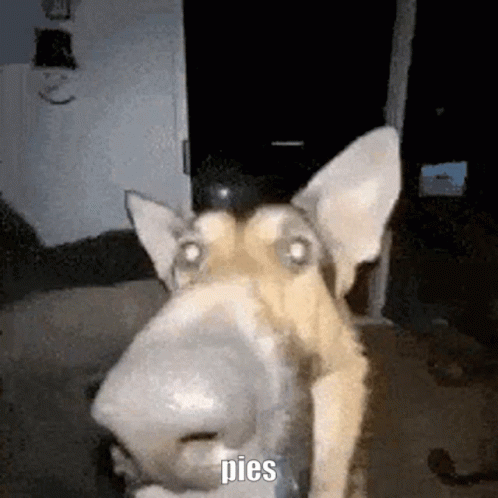 Ugly Dog Belgian Shepherd GIF