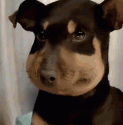Ugly Dog Compilation GIF
