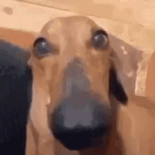 Ugly Dog Dachshund GIF
