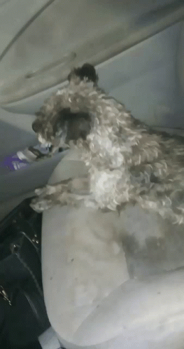 Ugly Dog On The Sofa GIF