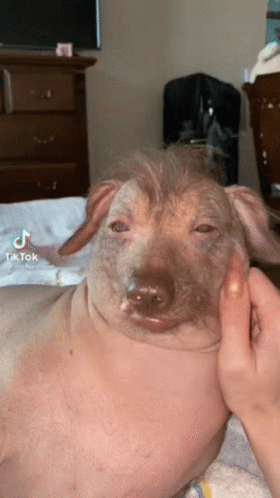 Ugly Dog Peruvian Inca Orchid GIF
