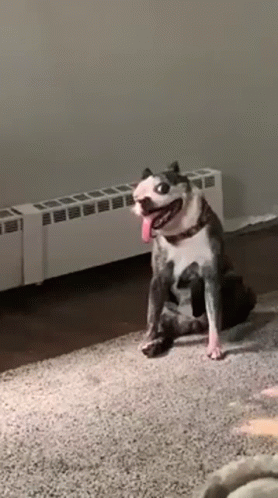 Ugly Dog Pitbull GIF