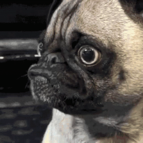 Ugly Dog Pug GIF