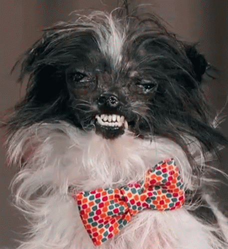 Ugly Dog Shih Tzu GIF