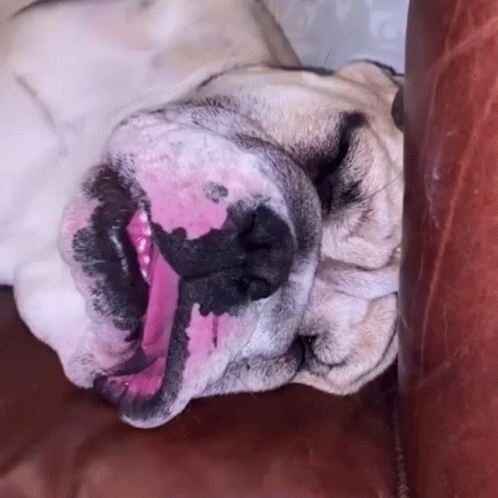 Ugly Dog Sleeping GIF