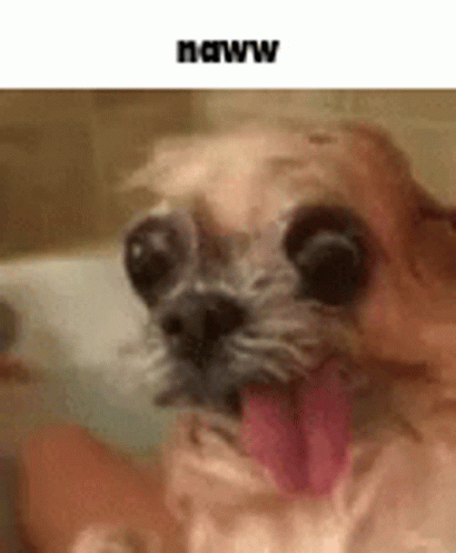 Ugly Dog Soaking Wet GIF