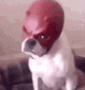 Ugly Mask Dog GIF