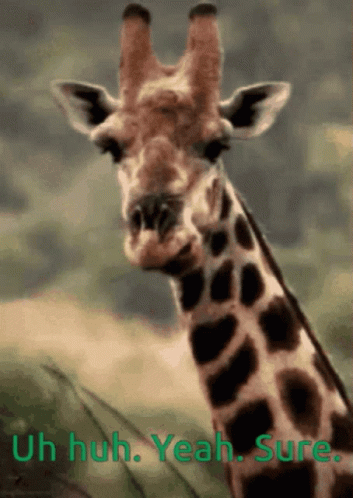 Uh Huh Yeah Sure Chewing Giraffe GIF