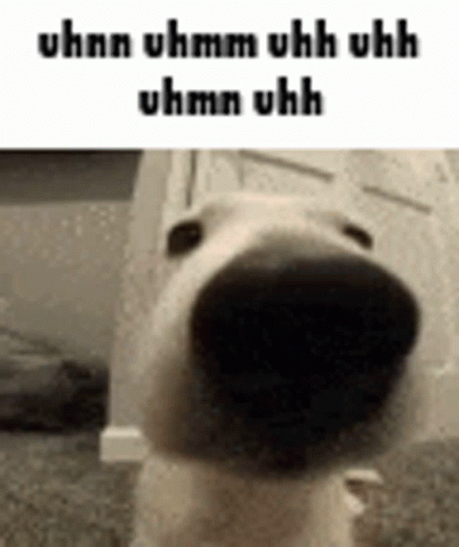 Uhh Uhm Dog Nose Pov GIF
