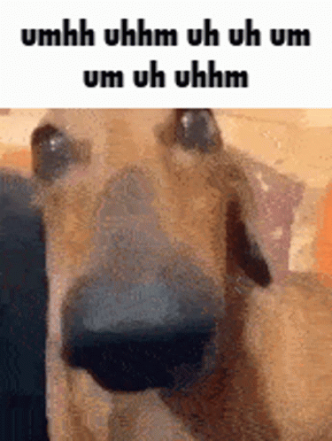 Uhh Uhm Funny Dog Side Eye GIF