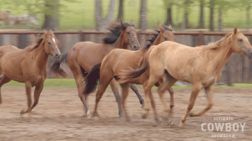 Ultimate Cowboy Showdown Horses Running