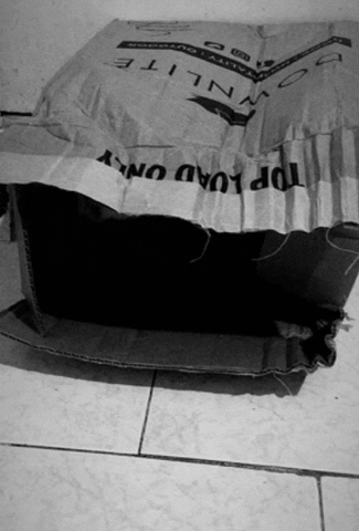 Un Boxing Moving Cat GIF