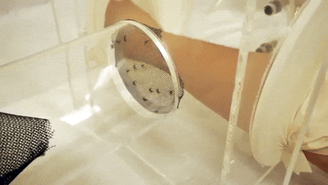 Unboxing Mosquito GIF