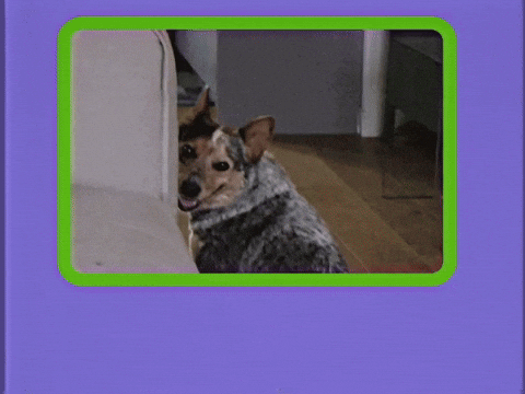 Uncle Howdy Dog GIF