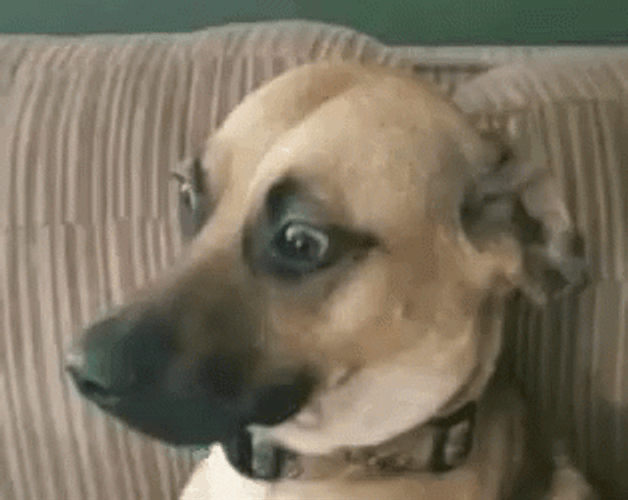 Uncomfortable And Awkward Stare Of A Dog GIF