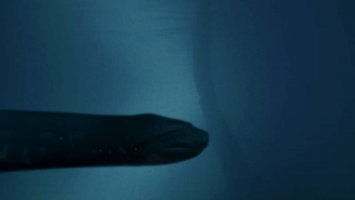 Under Water Anaconda Python GIF