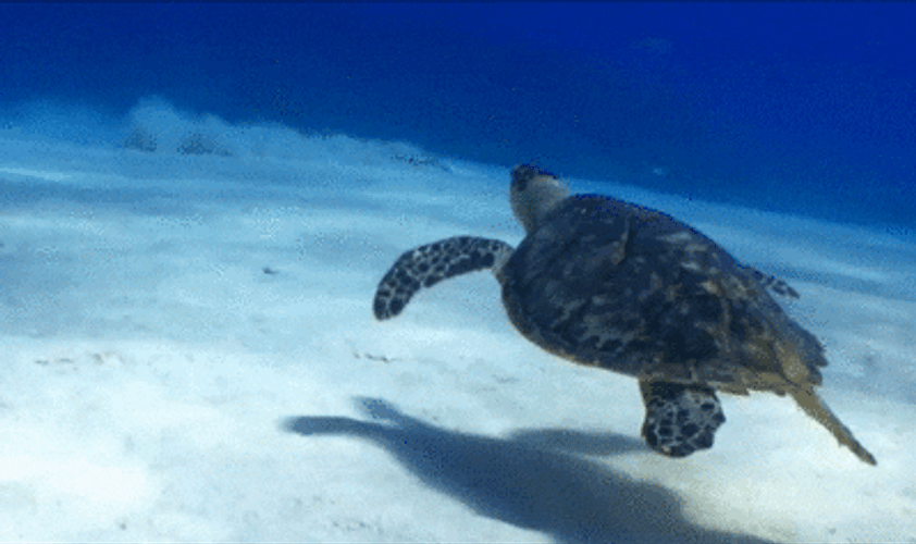 Underwater Turtle Animal GIF.