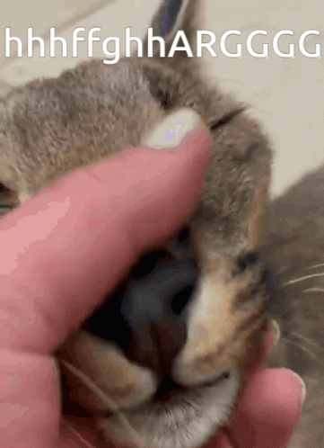 Ungrateful Floppa Hates Head Pats GIF