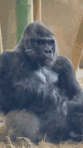 Unhappy Big Gorilla Dancing GIF