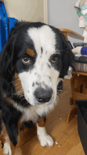 Unimpressed Dog Staring Hard GIF