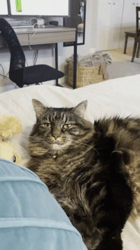 Unimpressed Cat Staring Look GIF