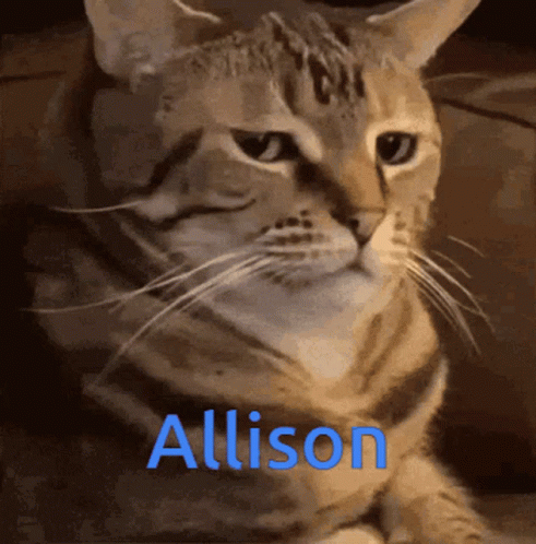 Unimpressed Cat Allison GIF