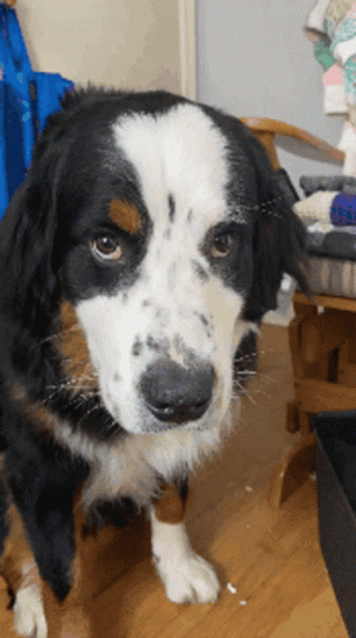 Unimpressed Dog Staring Hard GIF