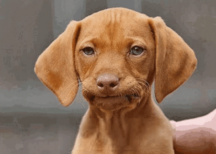 Unimpressed Little Dog Shaking Head GIF