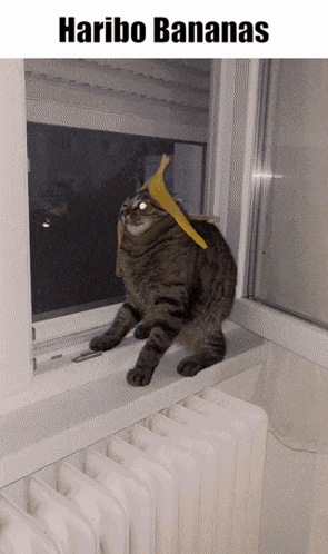 Unique Hat Made Of Banana Cat Meme GIF