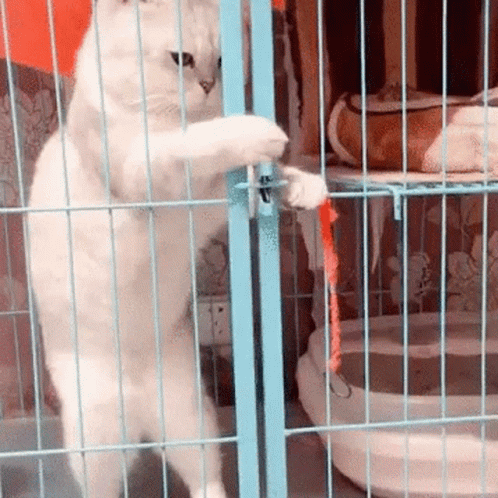 Unlocking Cage Cute White Cat Escape GIF