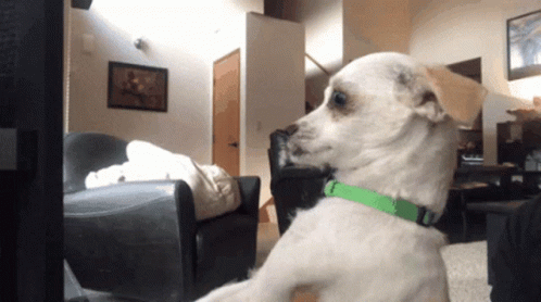 Unsure Confused Dog Looked GIF