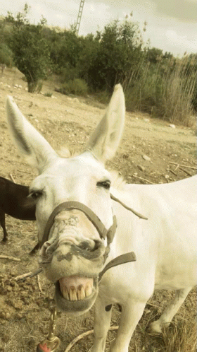 Up Close Donkey Laughing GIF