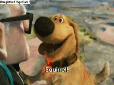 Up Dug Squirrel Meme GIF