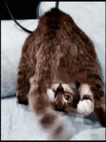 Upside Down Crazy Cat GIF