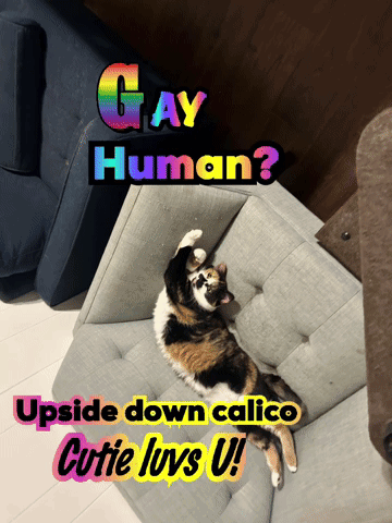 Upside Down Gay Human Calico Cat