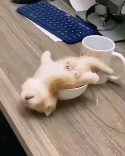 Upside Down Kitten Sleepy Meme GIF