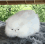 Uwu Thank You Cat Laying Down GIF